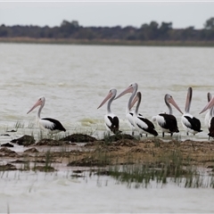 Pelecanus conspicillatus at Menindee, NSW - 25 Apr 2025 10:47 AM