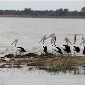 Pelecanus conspicillatus at Menindee, NSW - 25 Apr 2025 10:47 AM