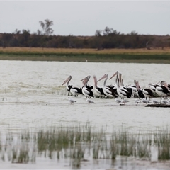 Pelecanus conspicillatus at Menindee, NSW - 25 Apr 2025 10:47 AM