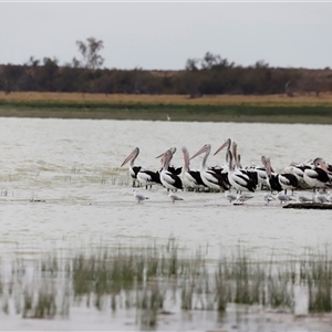 Pelecanus conspicillatus at Menindee, NSW - 25 Apr 2025 10:47 AM