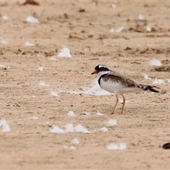 Charadrius melanops at Menindee, NSW - suppressed