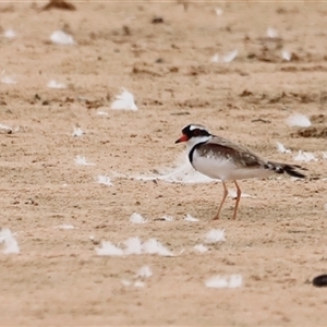 Charadrius melanops at Menindee, NSW - suppressed