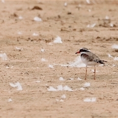 Charadrius melanops at Menindee, NSW - suppressed