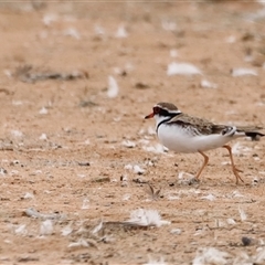 Charadrius melanops at Menindee, NSW - suppressed