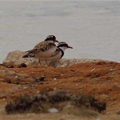 Charadrius melanops at Menindee, NSW - suppressed