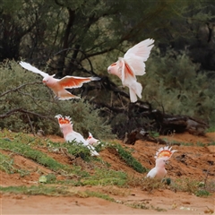 Lophochroa leadbeateri leadbeateri at Menindee, NSW - suppressed