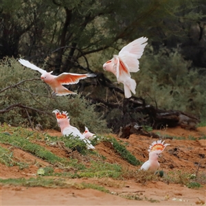 Lophochroa leadbeateri leadbeateri at Menindee, NSW - suppressed