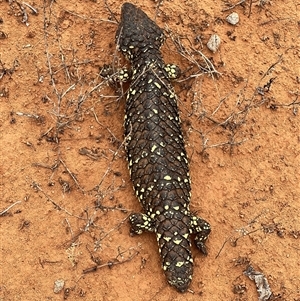 Tiliqua rugosa aspera at suppressed - suppressed