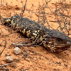 Tiliqua rugosa aspera at suppressed - suppressed