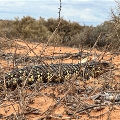 Tiliqua rugosa aspera at suppressed - suppressed