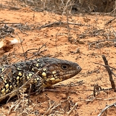 Tiliqua rugosa aspera at suppressed - suppressed
