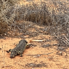 Tiliqua rugosa aspera at suppressed - suppressed