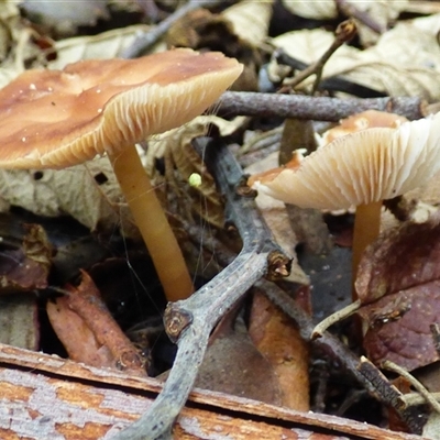Unverified Cap on a stem; gills below cap [mushrooms or mushroom-like] at Fern Tree, TAS - 25 Apr 2025 by VanessaC