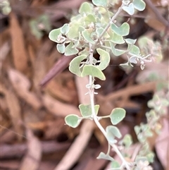 Atriplex nummularia at Menindee, NSW - 25 Apr 2025 08:30 AM