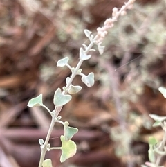 Rhagodia spinescens at Menindee, NSW - 25 Apr 2025 08:30 AM