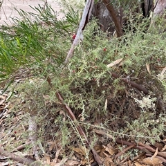 Enchylaena tomentosa at Menindee, NSW - 25 Apr 2025 08:28 AM