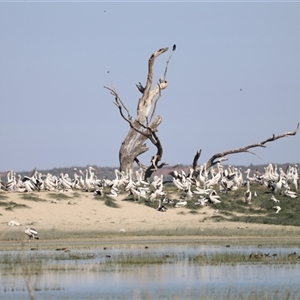 Pelecanus conspicillatus at Menindee, NSW - 23 Apr 2025 10:53 AM