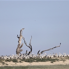 Pelecanus conspicillatus at Menindee, NSW - 23 Apr 2025 10:53 AM