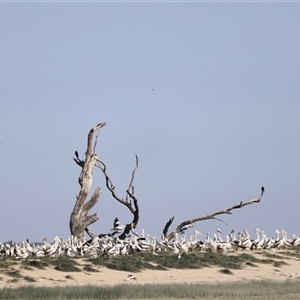 Pelecanus conspicillatus at Menindee, NSW - 23 Apr 2025 10:53 AM