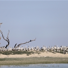Pelecanus conspicillatus at Menindee, NSW - 23 Apr 2025 10:53 AM