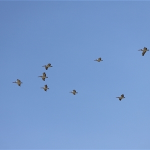Pelecanus conspicillatus at Menindee, NSW - 23 Apr 2025 10:53 AM
