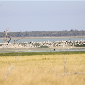 Pelecanus conspicillatus at Menindee, NSW - 23 Apr 2025 10:53 AM