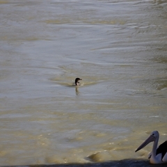 Phalacrocorax carbo at Menindee, NSW - 23 Apr 2025 04:25 PM