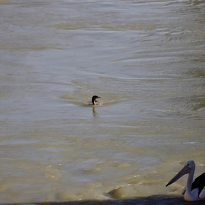 Phalacrocorax carbo at Menindee, NSW - 23 Apr 2025 04:25 PM