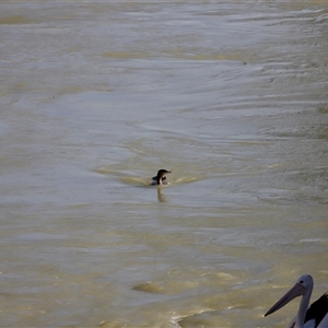 Phalacrocorax carbo at Menindee, NSW - 23 Apr 2025 04:25 PM