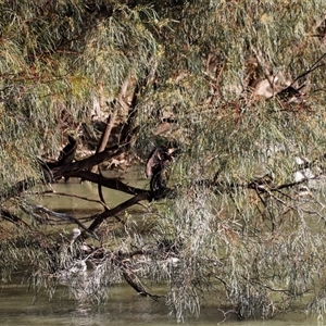 Phalacrocorax carbo at Menindee, NSW - 23 Apr 2025 04:25 PM