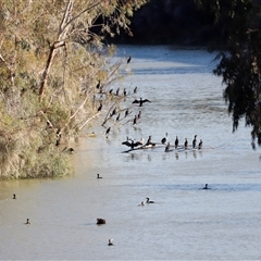 Phalacrocorax carbo at Menindee, NSW - 23 Apr 2025 04:25 PM