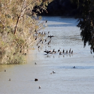 Phalacrocorax carbo at Menindee, NSW - 23 Apr 2025 04:25 PM