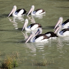 Pelecanus conspicillatus at Menindee, NSW - 23 Apr 2025 04:26 PM