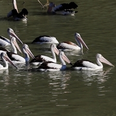 Pelecanus conspicillatus at Menindee, NSW - 23 Apr 2025 04:26 PM