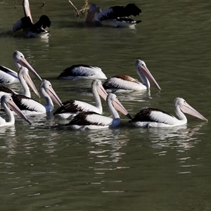 Pelecanus conspicillatus at Menindee, NSW - 23 Apr 2025 04:26 PM