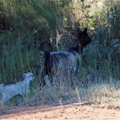 Capra hircus at Menindee, NSW - 23 Apr 2025 04:26 PM