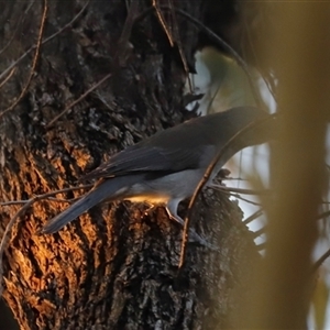 Colluricincla harmonica at Menindee, NSW - 23 Apr 2025 05:40 PM