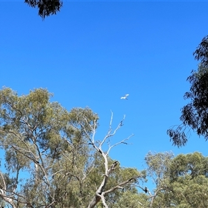 Ardea alba at Menindee, NSW - 24 Apr 2025 12:23 PM