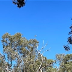 Ardea alba at Menindee, NSW - 24 Apr 2025 12:23 PM