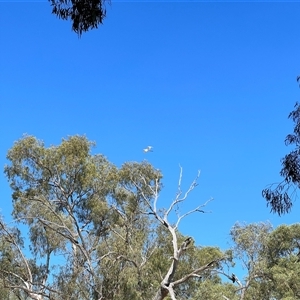 Ardea alba at Menindee, NSW - 24 Apr 2025 12:23 PM