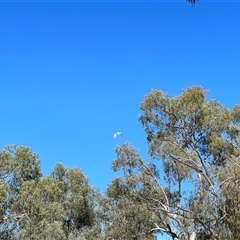 Ardea alba at Menindee, NSW - 24 Apr 2025 12:23 PM