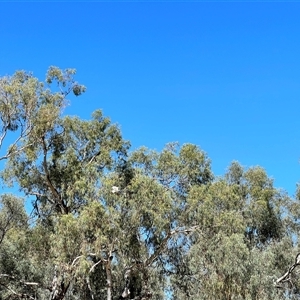 Ardea alba at Menindee, NSW - 24 Apr 2025 12:23 PM