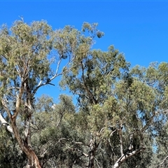 Ardea alba at Menindee, NSW - 24 Apr 2025 12:23 PM