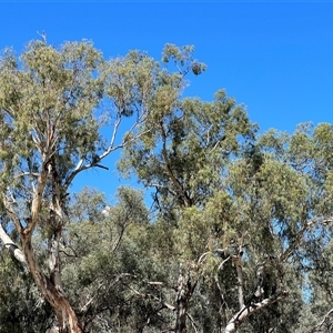 Ardea alba at Menindee, NSW - 24 Apr 2025 12:23 PM