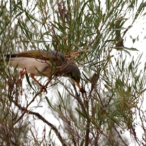 Manorina flavigula at Menindee, NSW - 23 Apr 2025 05:43 PM