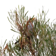 Manorina flavigula at Menindee, NSW - 23 Apr 2025 05:43 PM