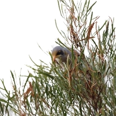 Manorina flavigula at Menindee, NSW - 23 Apr 2025 05:43 PM