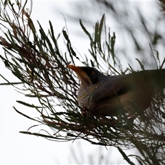 Manorina flavigula at Menindee, NSW - 23 Apr 2025 05:43 PM