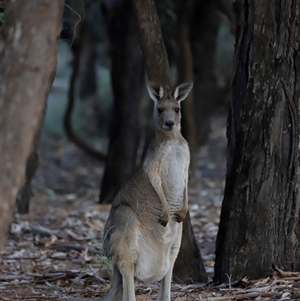 Macropus giganteus at Menindee, NSW - 23 Apr 2025 05:47 PM