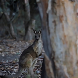 Macropus giganteus at Menindee, NSW - 23 Apr 2025 05:47 PM